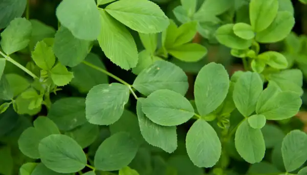 Plantas de alfalfa verde fresca
