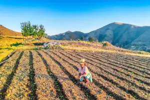 Imagen de Innovación y Tradición: Así Cultiva Rikchariy Chacrayoq la Alfalfa del Futuro en los Andes