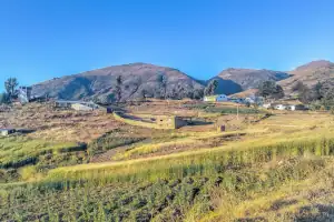 Imagen de Más Allá del Campo: Cómo Raíz Viva Lleva la Frescura Andina a Tu Establo rápidamente